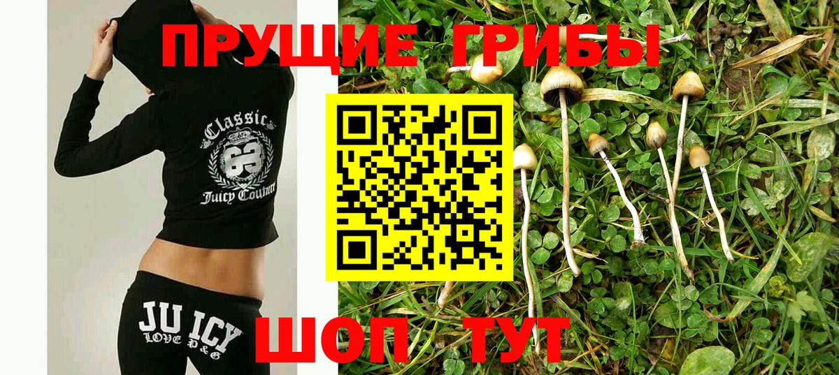 Псилоцибиновые грибы Psilocybe Азнакаево